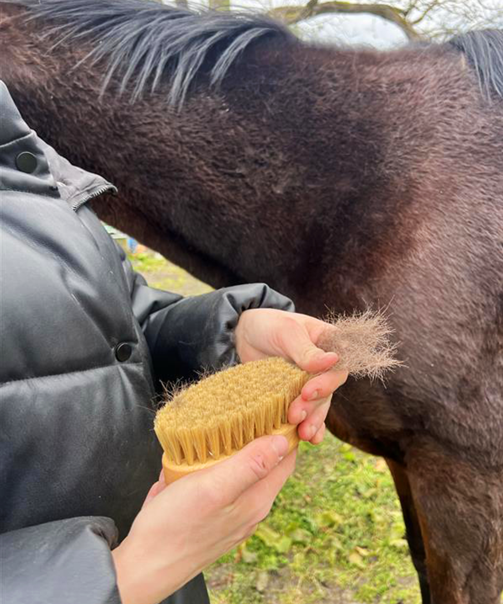 Natural by Hillbrush Equestrian Grooming Brush Set