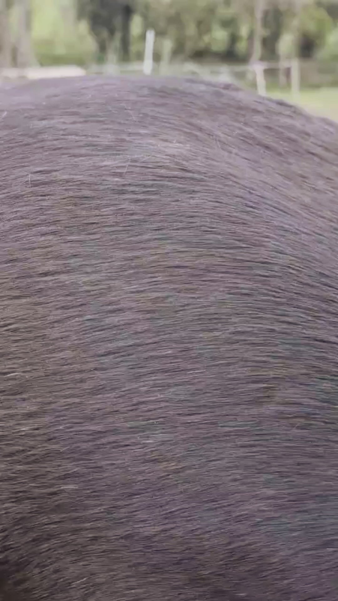 Natural by Hillbrush Goat Hair Finish & Shine Grooming Brush – Ultra Soft